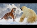 TIGRE SIBERIANO vs OSO POLAR | ¿Quién Ganaría? | EPIC VERSUS 🐯🆚🐻