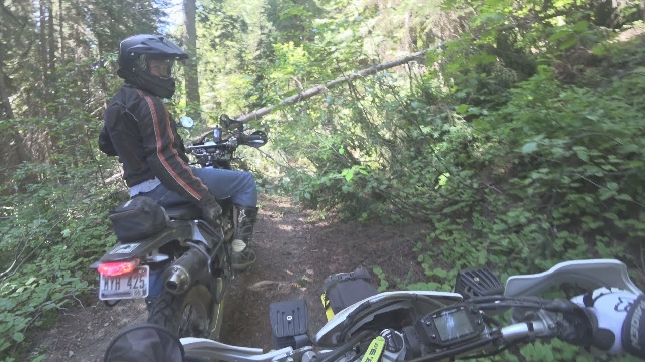 Forest views with a story!