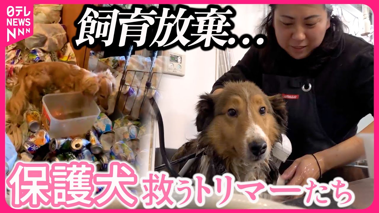 【密着】保護犬レスキュー！キレイにして家族探し…トリマーたちの奮闘90日『every.特集』