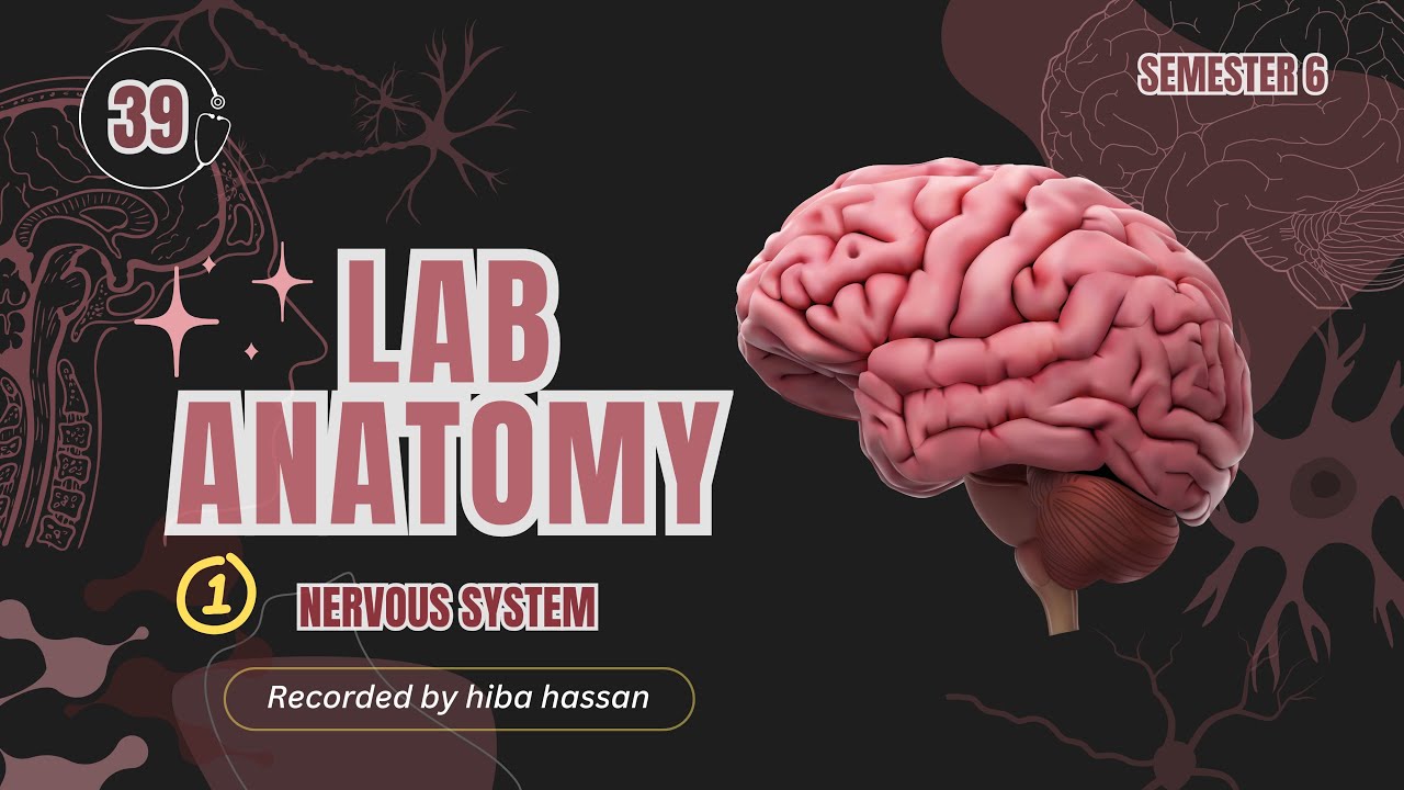 Lab 1 دكتور أحمد زوين