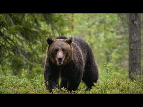 Video: Nacionalni parkovi Stjenovitih planina