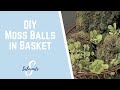 DIY Moss Ball in Basket Decor using old Christmas Ornaments