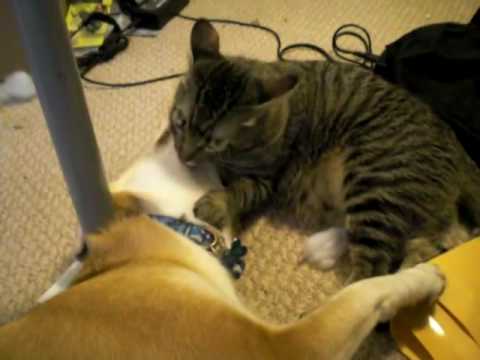 Cat Grooms Dog