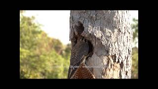 (Falco sparverius) American Kestrel/Quiriquiri