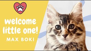 Meet Max Boki  Maine Coon kitten!