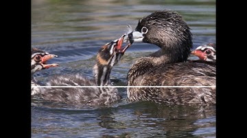 Why Do Grebes Eat Their Feathers