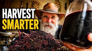 How We Harvest & Safely Process Elderberries