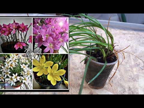 Video: Zephyranthes: Aprūpe Mājās, Stādīšana Atklātā Laukā, Augšupejošu Ziedu Veidu Apraksts: Balts, Rozā, Dzeltens