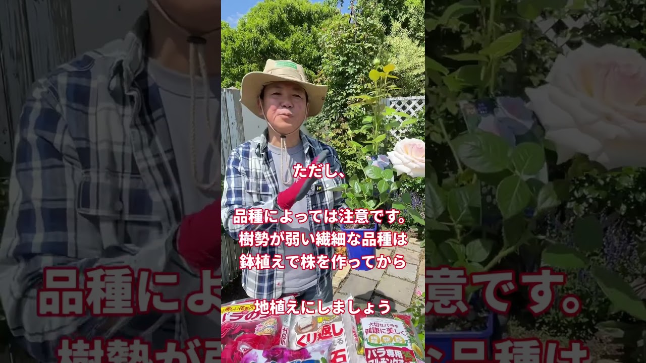 バラの新苗（一年生苗）いきなり地植えにしても大丈夫かな？ #花ごころ