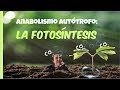 Anabolismo autótrofo: LA FOTOSÍNTESIS - 2º de Bachiller. Bio[ESO]sfera