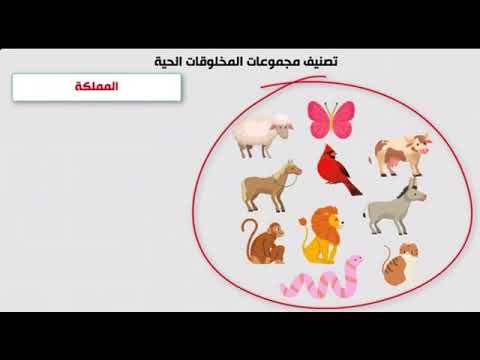 فيديو جميل عن تصنيف المخلوقات الحية