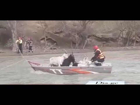 ორდღიანი სამაშველოოპერაცია გორის მუნიციპალიტეტში დასრულდა-მწყემსები,პირუტყვი და საქონელი უსაფრთხოდაა