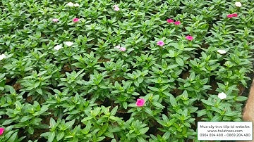 Bán buôn cây hoa dừa cạn Thái loại đứng và rủ www.hulatrees.com