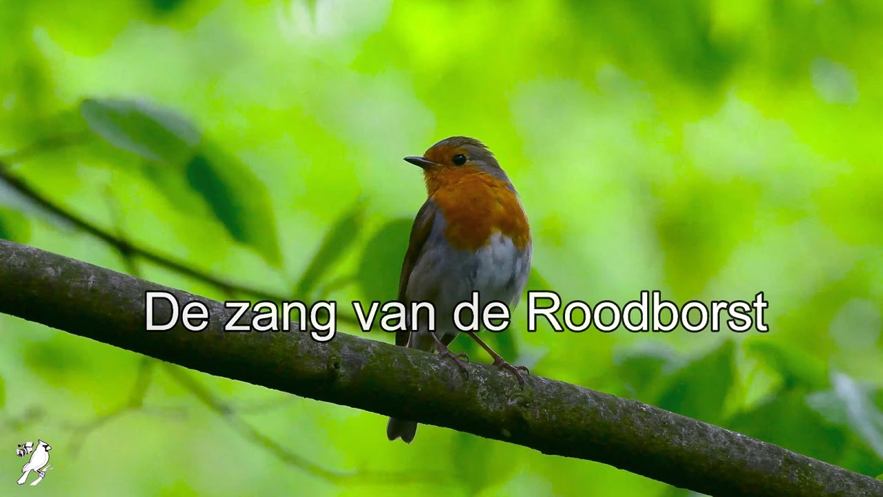 De zang van de Roodborst