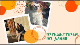 видео: Небольшое путешествие по Дании + мой сад: посадки, уборка и жучки! картинка: Небольшое путешествие по Дании + мой сад: посадки, уборка и жучки!