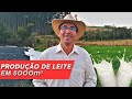 Produção de LEITE na pequena PROPRIEDADE, 5 dicas fundamentais (passo a passo).