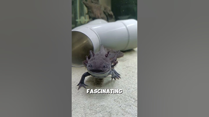 L'axolotl est immortel