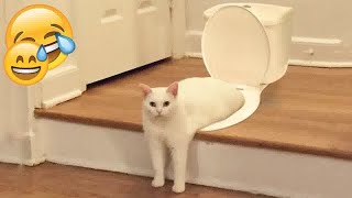 🐱 You Laugh You Lose ❤️ Best Funniest Catss Video 2024 🤣