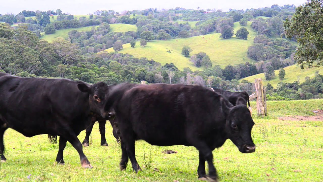 Grounds Overview Cooroy Country Cottages YouTube