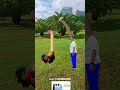 Play with new tricks #Fight with the Internet celebrity rooster to see who wins #Special