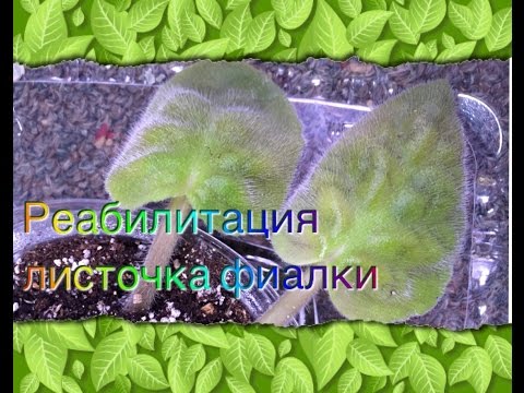 реабилитация листочка Фиалки