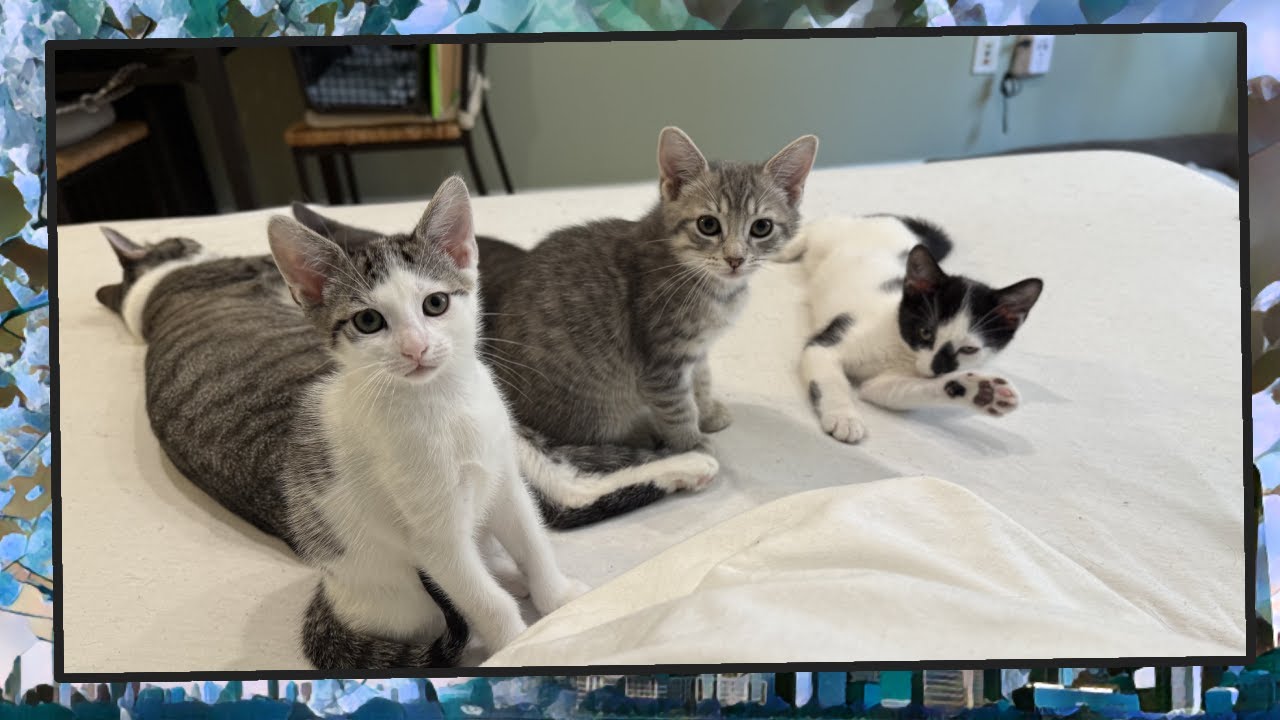 Foster Kitten Livestream (S14, E61) - Mar 10, 2025 - YouTube
