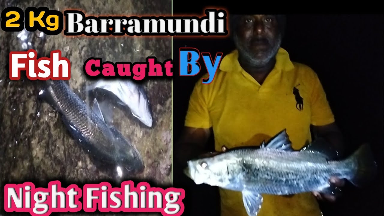 2KG Barramundi fish caught by night fishing|| 2Kg bararmundi फिश कैच ...