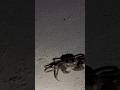 #techno #beach #maledives #travel #nofilter #crab #animals