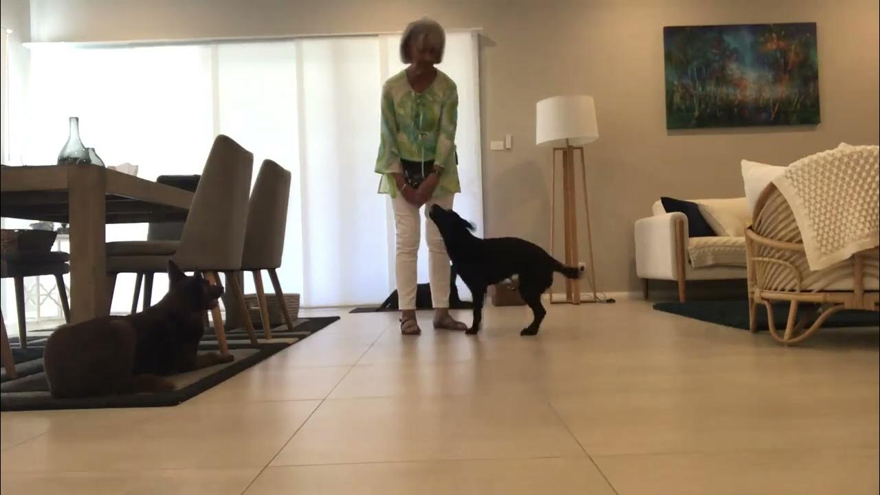Dog Spinning In Right And Left Circles YouTube