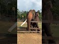 RAMA 😍🔥 #elephant #shortsviral #shortvideos #shortsfeed #shorts #animals #viralpost #viral #share