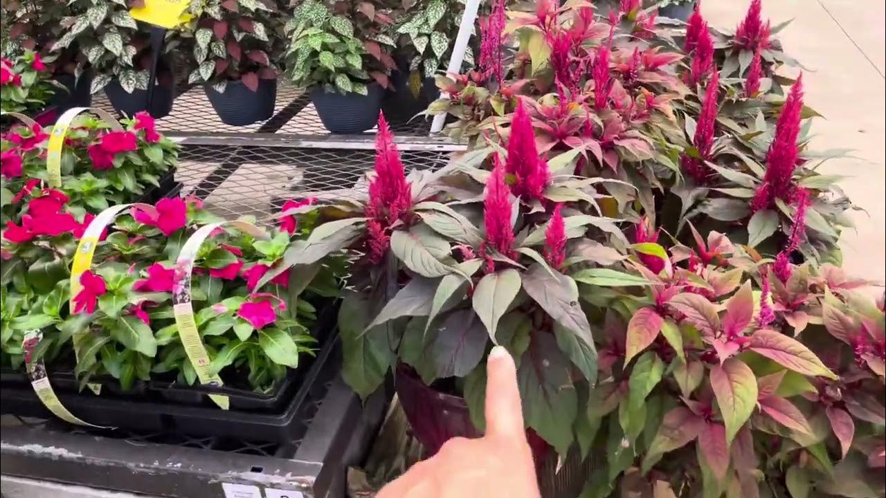 Lowe’s Garden Center | My First Time Shopping at Lowe’s-plants,flowers ...