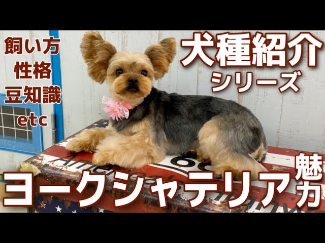 ヨークシャテリアいろんなカットや飼い方 魅力について犬種紹介シリーズ 22 Youtube