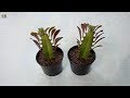 How to Propagate Euphorbia Trigona or African Milk Tree from Stem Cutting