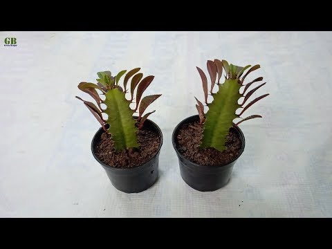 Video: Euphorbia Tirucalli (27 Foto): Kujdesi I Luleve Në Shtëpi. Cila Bimë Duket Euphorbia Rubbery?