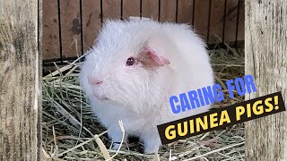 Volunteer Diaries - How to care for Guinea Pigs