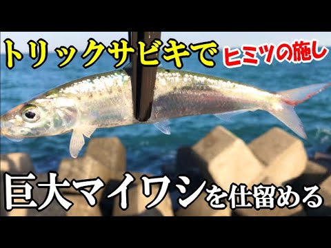 トリックサビキで巨大マイワシはこうしたら爆釣り サビキ針に秘密のほどこし 針の大きさ エサの撒き方にコツ 堤防サビキ Youtube