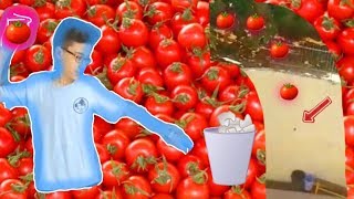 Tossing A Tomato 40 Meters And Scoring?? A Must Watch Viral Video