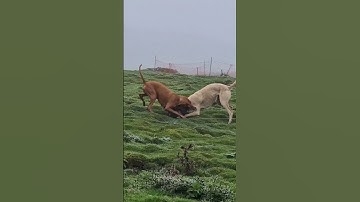 #ferreting #rabbiting #hunting #fieldsports #workingdog #lurcher #huntingdog