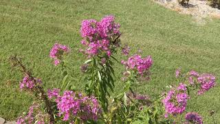 Butterflies in Chester