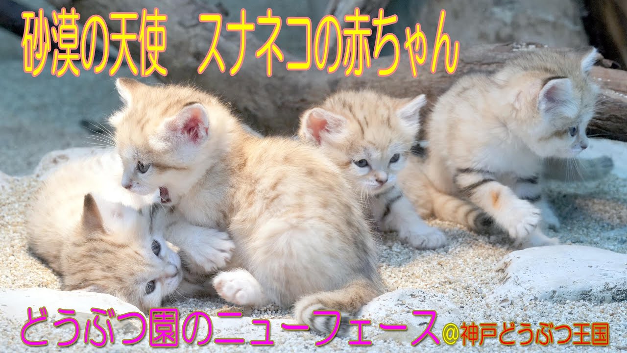 動画】【どうぶつ園のニューフェース】天使のかわいさ スナネコの