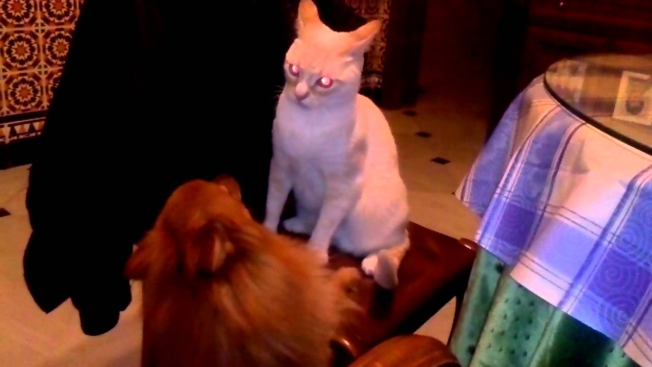 Gato y perro peleando 2 - YouTube