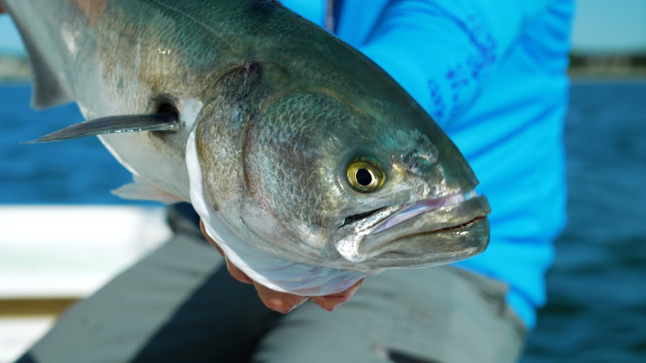 Big J and GetBentTV Catch Blue Fish for Cooking at Cape Cod, MA