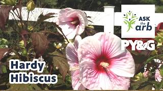 Hardy Hibiscus | Ask the Arboretum Experts