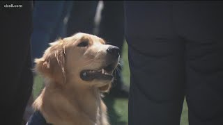 San Diego therapy dog sent to Central California