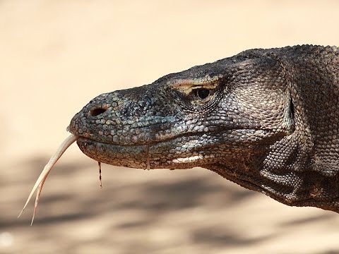 Vidéo: Génome Du Dragon De Komodo (Varanus Komodoensis) Et Identification Des Gènes Et Clusters D'immunité Innée