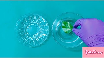 Activity 6.1 NCERT Class 10 Science - Importance of Chlorophyll in Plants.