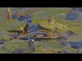 Small snakes checking big frogs / Kleine Schlangen überprüfen grosse Frösche