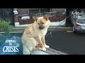 Rescue Of A Dog Living On Top Of A Building Railing Goes Awry | Animal in Crisis EP86