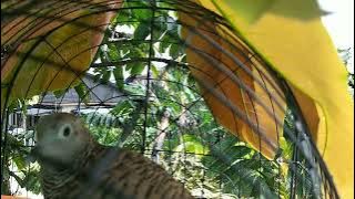 Download lagu Perkutut Lokal Riau