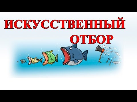 Искусственный Отбор